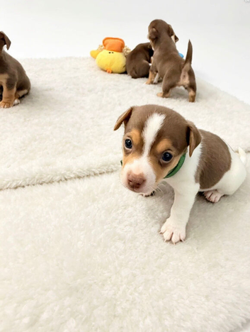 Stunning chocolate mini Jack Russells