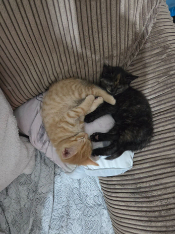 2 stunning kittens looking for forever home