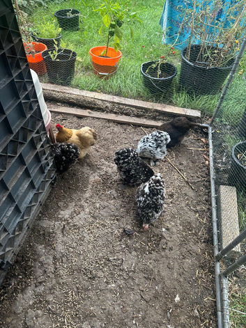 6 pekin bantam hens