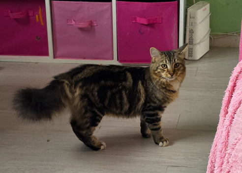 Long haired tabby kitten