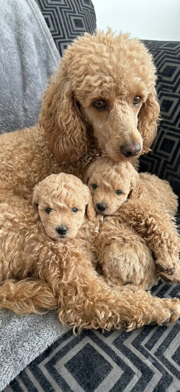 Adorable Toy Poodle Puppies &ndash; 7 Weeks Old
