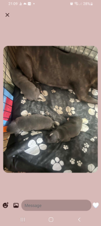 Blue Staffordshire boy puppy