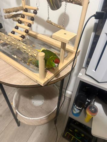 Parrot