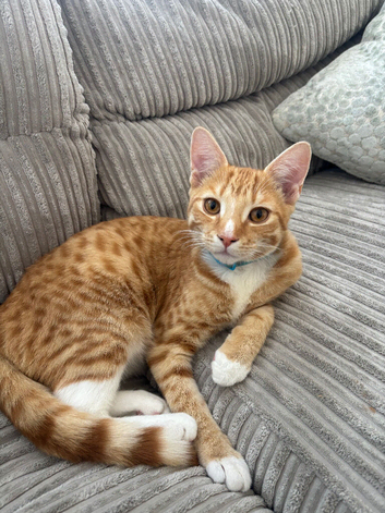 Ginger 6 month old kitten