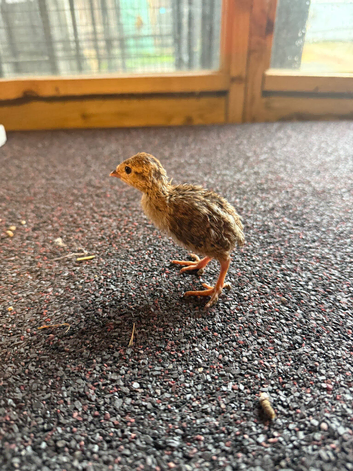 Red Legged Partridge chicks