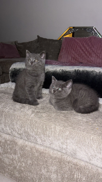 Last 2 boy British shorthair kittens