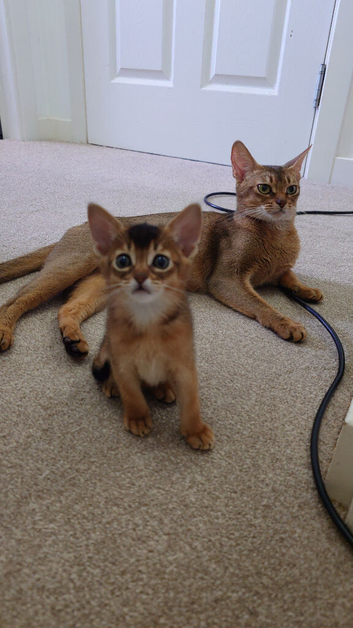 Abyssinian ABY Ruddy color