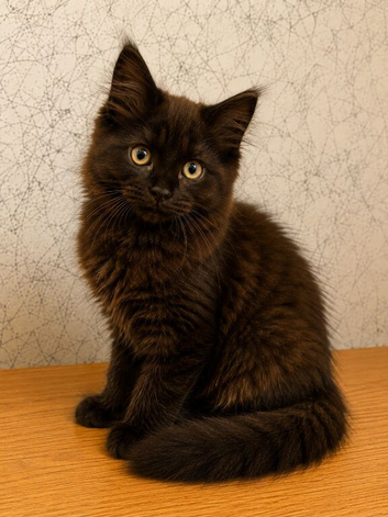 Gorgeous Smokey Maine Coon Kitten