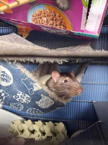 2 Male rats and cage 9months old