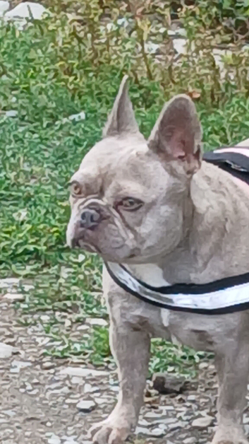 French bulldog bitch