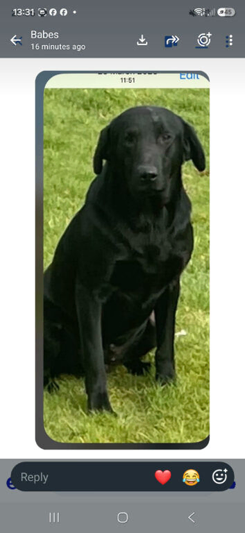 labrador pups kcreg