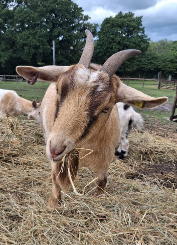 Two female Pygmy goats (to go together)