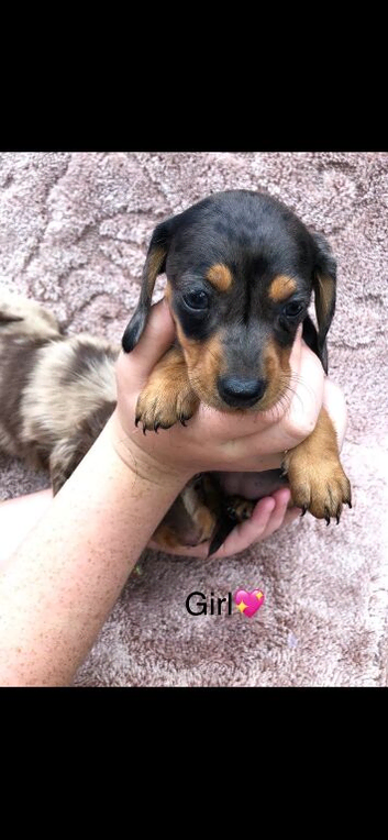 1 beautiful dachshund pup ready to Leave for the forever loving home