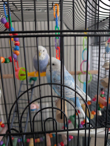 Budgies
