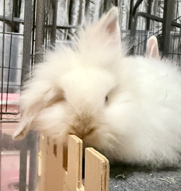 Double Maned Lionheads READY NOW