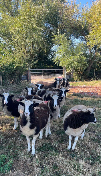 Jacob ewe lambs