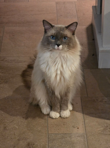 Blue point mitted male Ragdoll