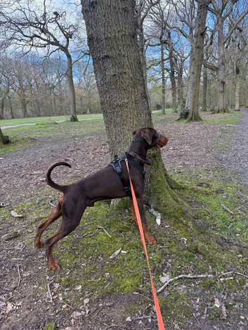 Male Dobermann for Stud