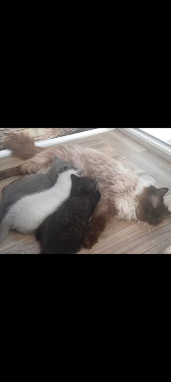 Ragdoll cross British Blue