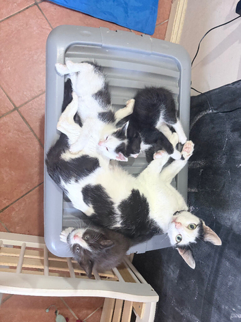 3 beautiful kittens