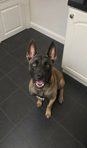 Belgian malinois x Boerboel