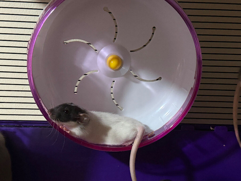 Beautiful baby rats 3 girls and 6 boys available