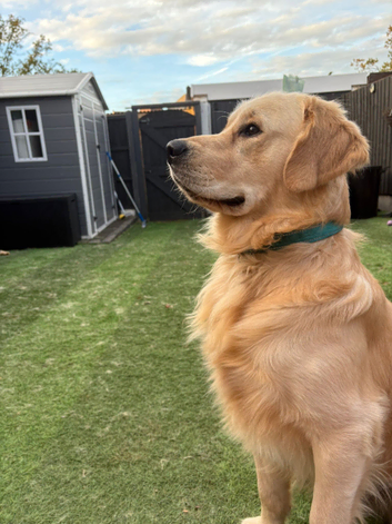 Golden retriever for stud