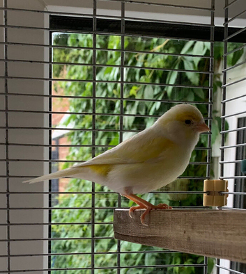 Canary and cage full set up