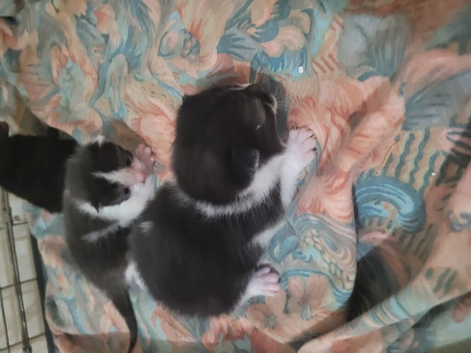 Lovely kittens
