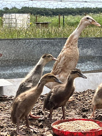Indian Runner Ducklings