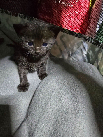 Black kittens