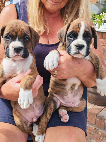 Boxer puppies  KC REG  boys