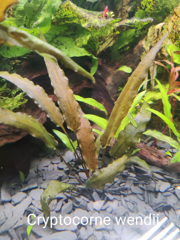 Aquarium plants