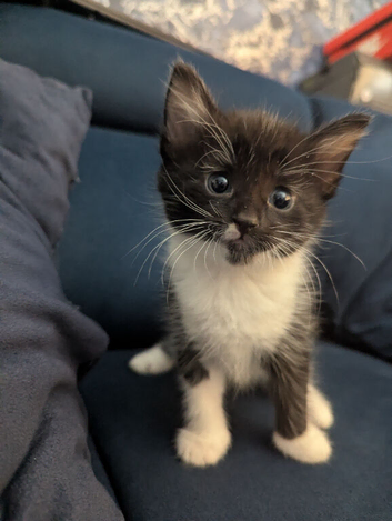Cute kittens