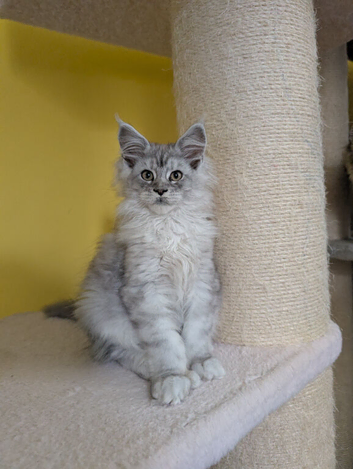 TICA Registered Maine Coon Kittens