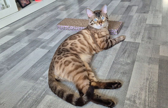 Stud bengal
