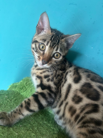TICA reg Bengal kittens ready now for new homes