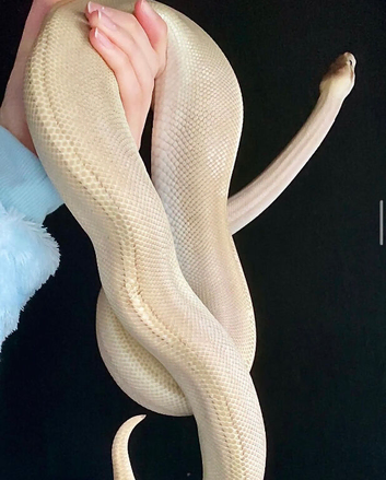 Female Purple Passion Pinstripe Royal Python