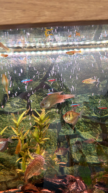 Aqua One 230 aquarium & Fish