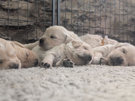 Adventure-Ready Golden Retriever Puppies