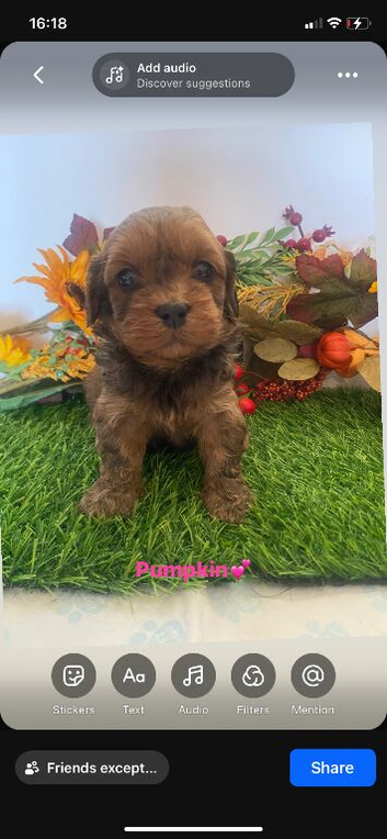 Toy cavapoo puppies