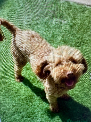 Red toy poodle boy