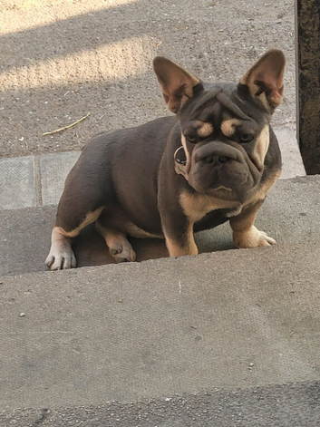 Female Big Rope French Bulldog