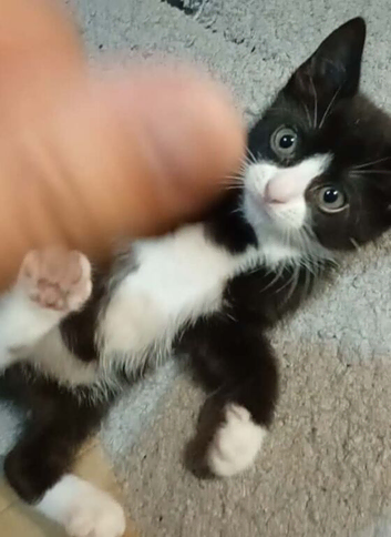 Kitten 9 week old boy