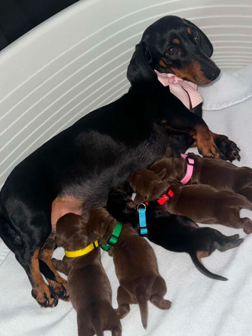 Stunning Litter of Miniature Dachshund Puppies (Isabella Carriers)