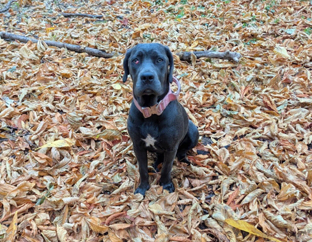 Female cane corso