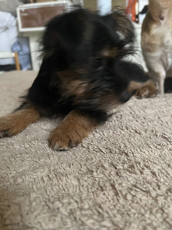 Lovely Yorkie x