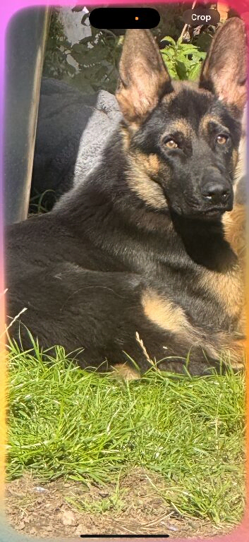 German Shepard