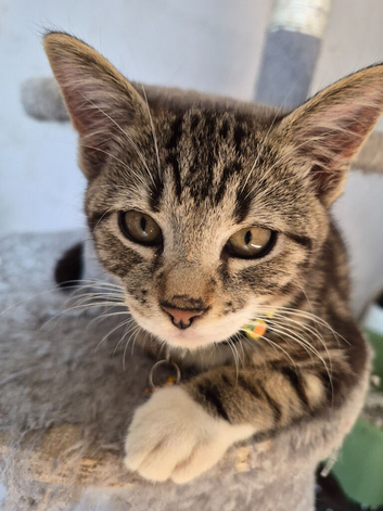 Male Tabby Kitten