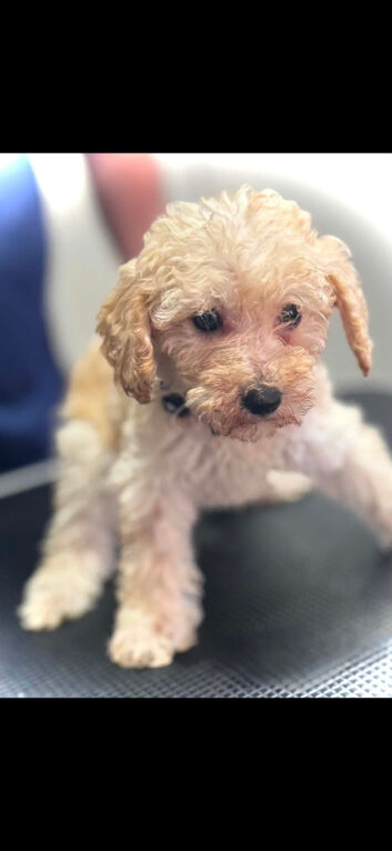 Miniature poodles 4 girls 1 boy